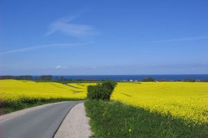 Rapsblüte zwischen Rerik und Kühlungsborn