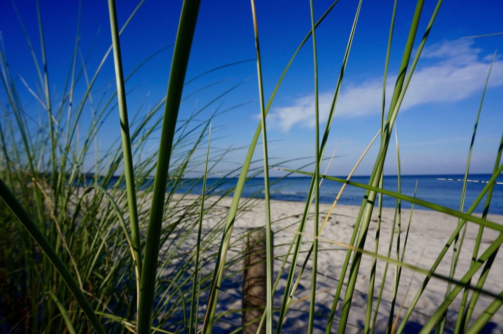 rerik-strand-gras